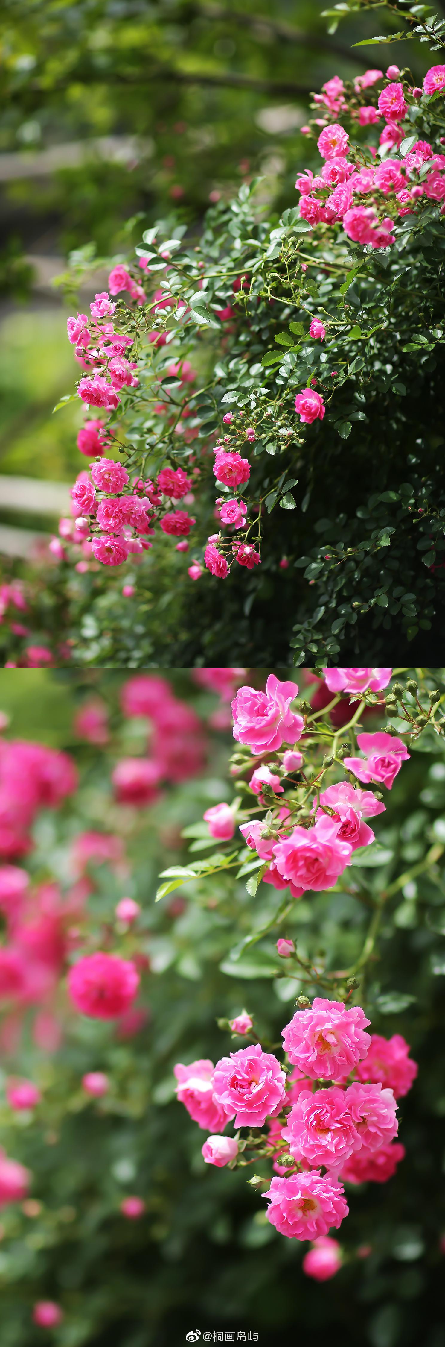 摘野生樱桃 树莓 房屋附近的一树三角梅开的正好