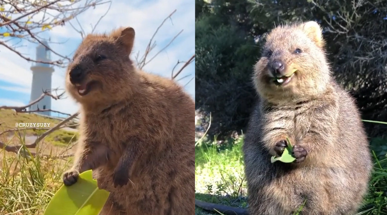 短尾矮袋鼠吃叶子,这开心又满足的样子看的人心情好好吼