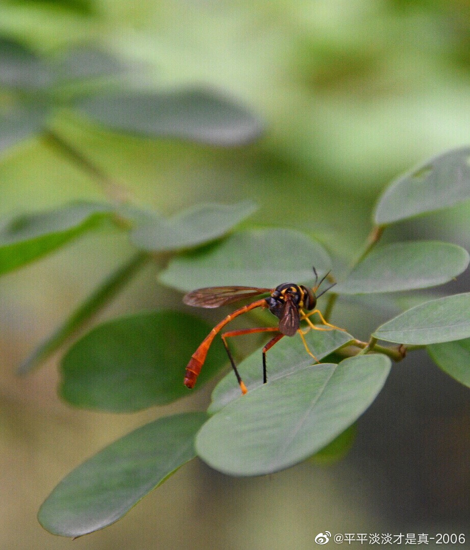 爬山时遇见一只大长腿小蛮腰的美人蜂舞姿轻盈有点像姬蜂
