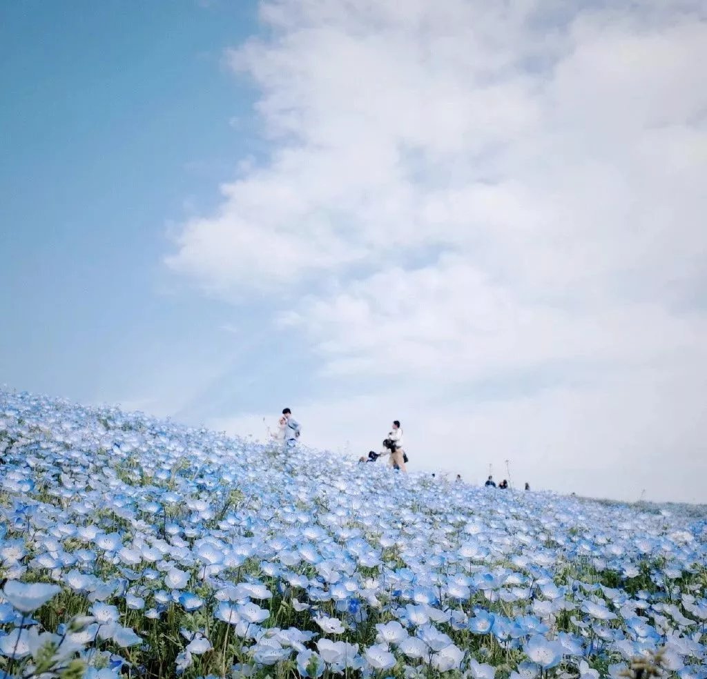 日本茨城县日立海滨公园 这里一年四季皆有花