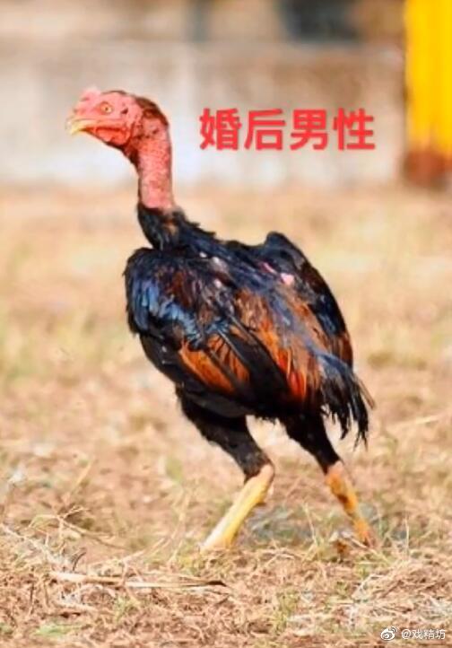 男女婚前婚后的区别这内容过于真实