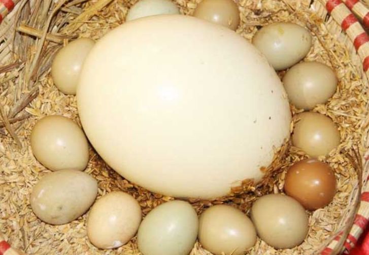 中国有烤全羊,迪拜有烤骆驼,印度人:弱爆了,都没我的好吃!