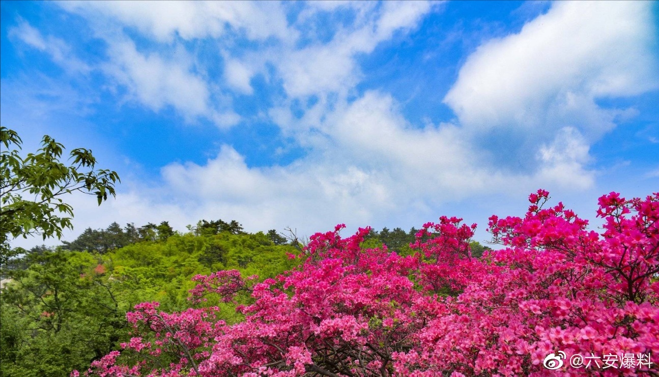 六安金寨县吴家店镇石佛村(黄狮寨)的杜鹃花开的正艳