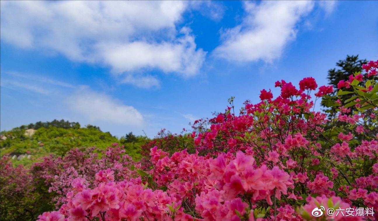 六安金寨县吴家店镇石佛村(黄狮寨)的杜鹃花开的正艳