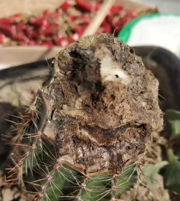 仙人球烂根不可怕准备两盆土15天冒新根