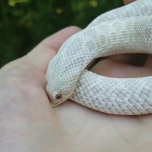 就当是猪鼻蛇在撒娇吧.(ig:discoversnakes)