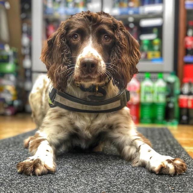 英国缉毒犬破6000万走私烟草被人悬红20万取它狗头