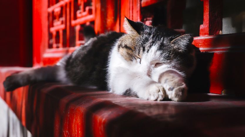 在故宫工作的猫员工不苟言笑却变成移动景点