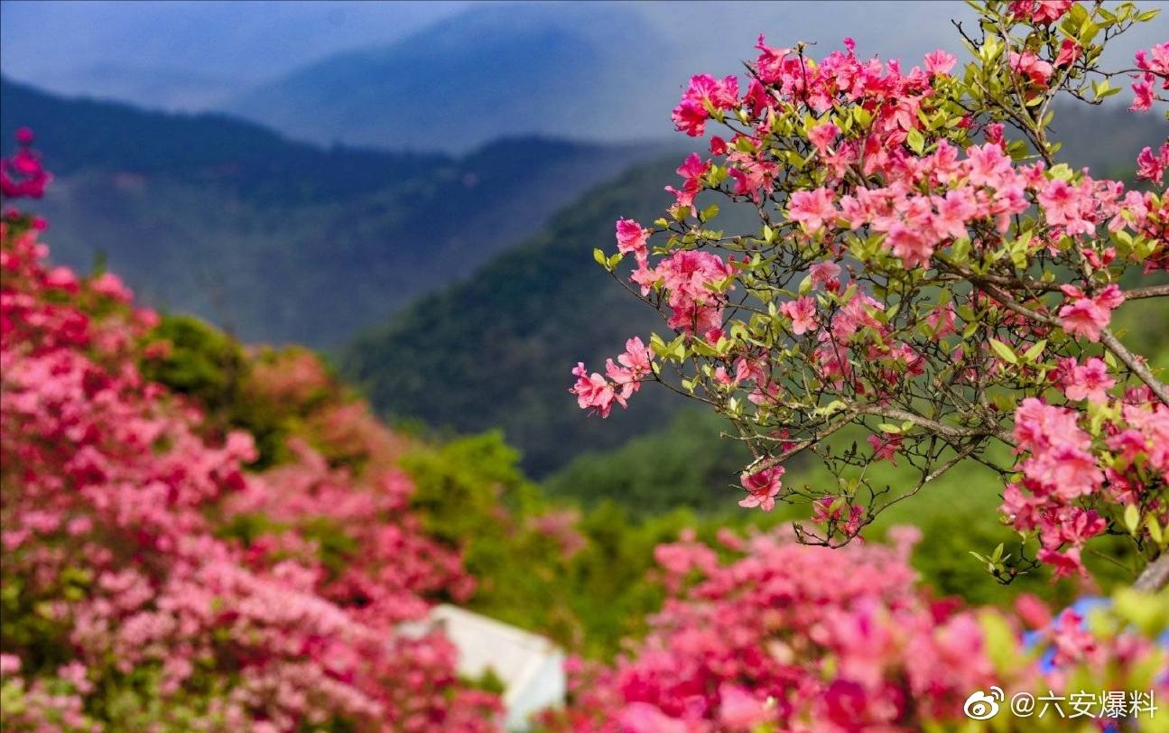 六安金寨县吴家店镇石佛村(黄狮寨)的杜鹃花开的正艳