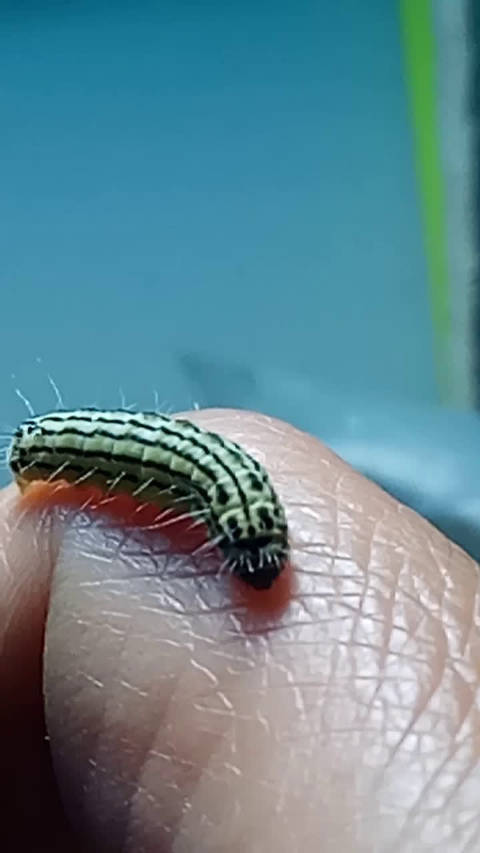 大叶黄杨长毛斑蛾幼虫,马路边的大叶黄杨都啃秃噜了