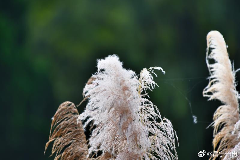 秋高气爽的季节,秋风轻拂昌宁河畔,湖边,芦苇,蒲苇轻轻颤动,一颗颗