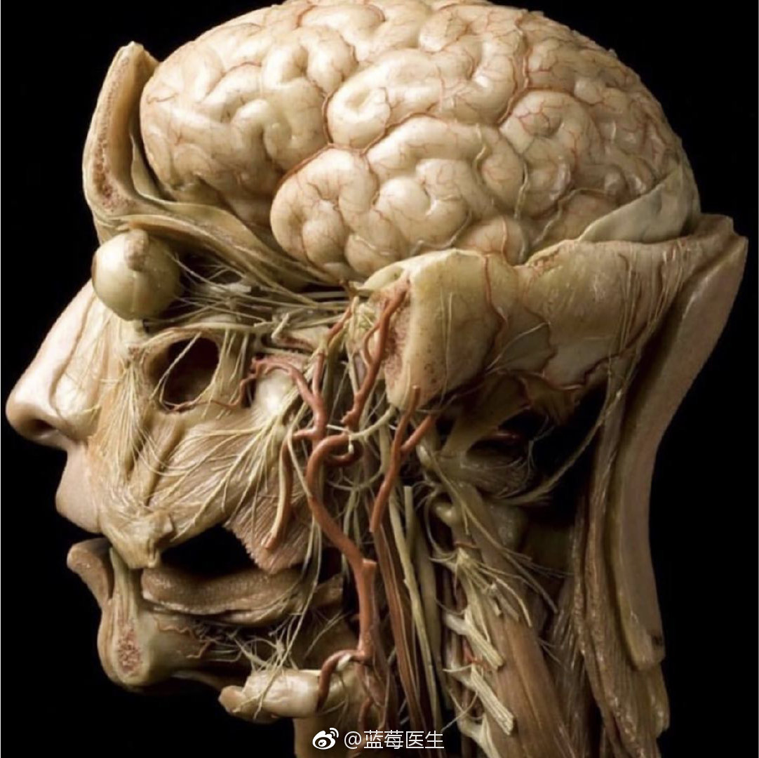 谁说牙疼不是病?疼起来真要命!三叉神经的两个分支连接到每个牙根