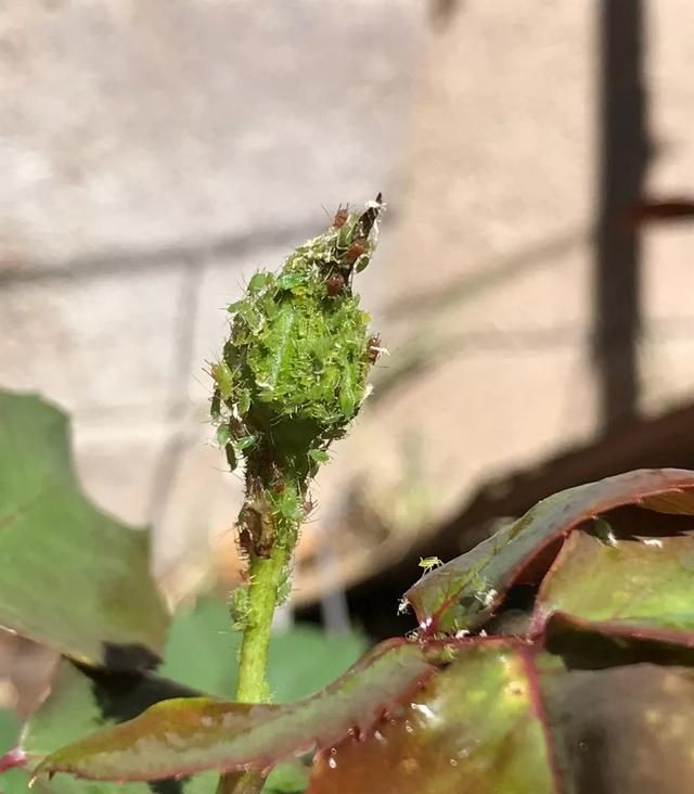 植物招了"蚜虫","大蒜水"显神威,学会这3招,虫卵一锅端