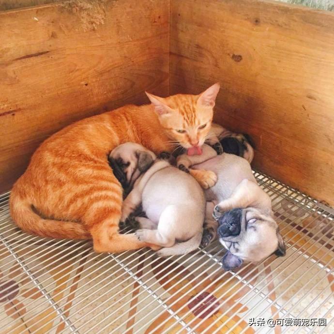 这只橘猫生的小猫不幸夭折了刚好邻居的狗生了三只小狗