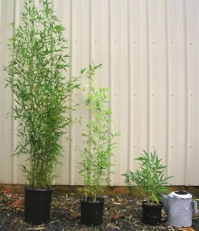 节节竹子的养法图片