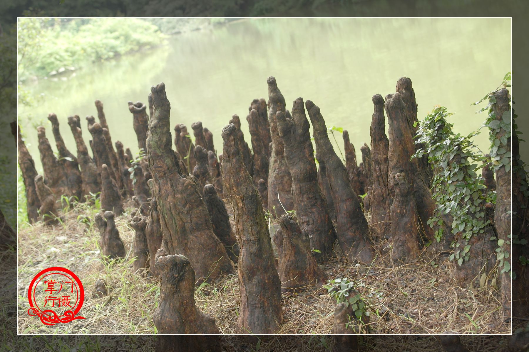 人家说了,这是水杉树的"气根",又叫做"膝状呼吸根".