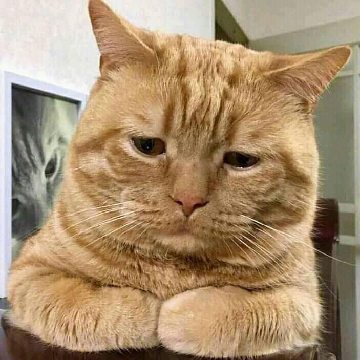 愁眉苦脸的猫