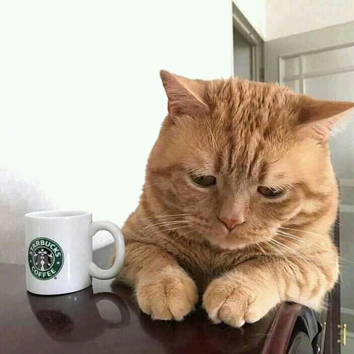 愁眉苦脸的猫