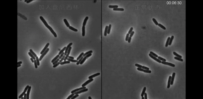 "功臣",却成为杀死人类的"催化剂"|催化剂|青霉素|抗生素_新浪新闻