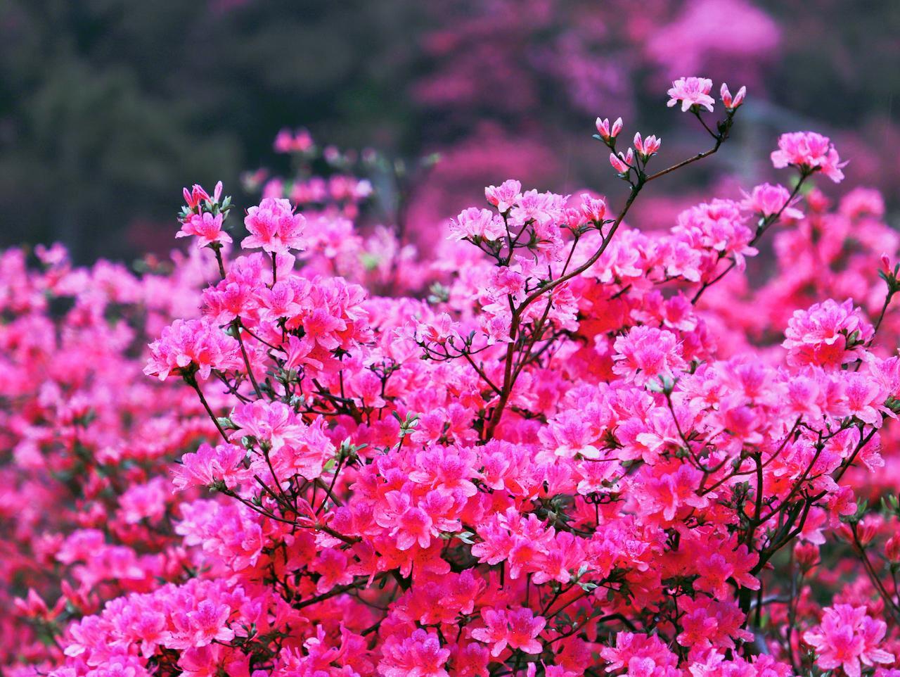 来网红木兰云雾山可以冲上云霄最帅机长陪你飞跃漫山杜鹃花海