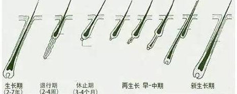 头发的构造是怎样的?|毛球|毛囊|毛干|毛乳头|毛根_新浪新闻