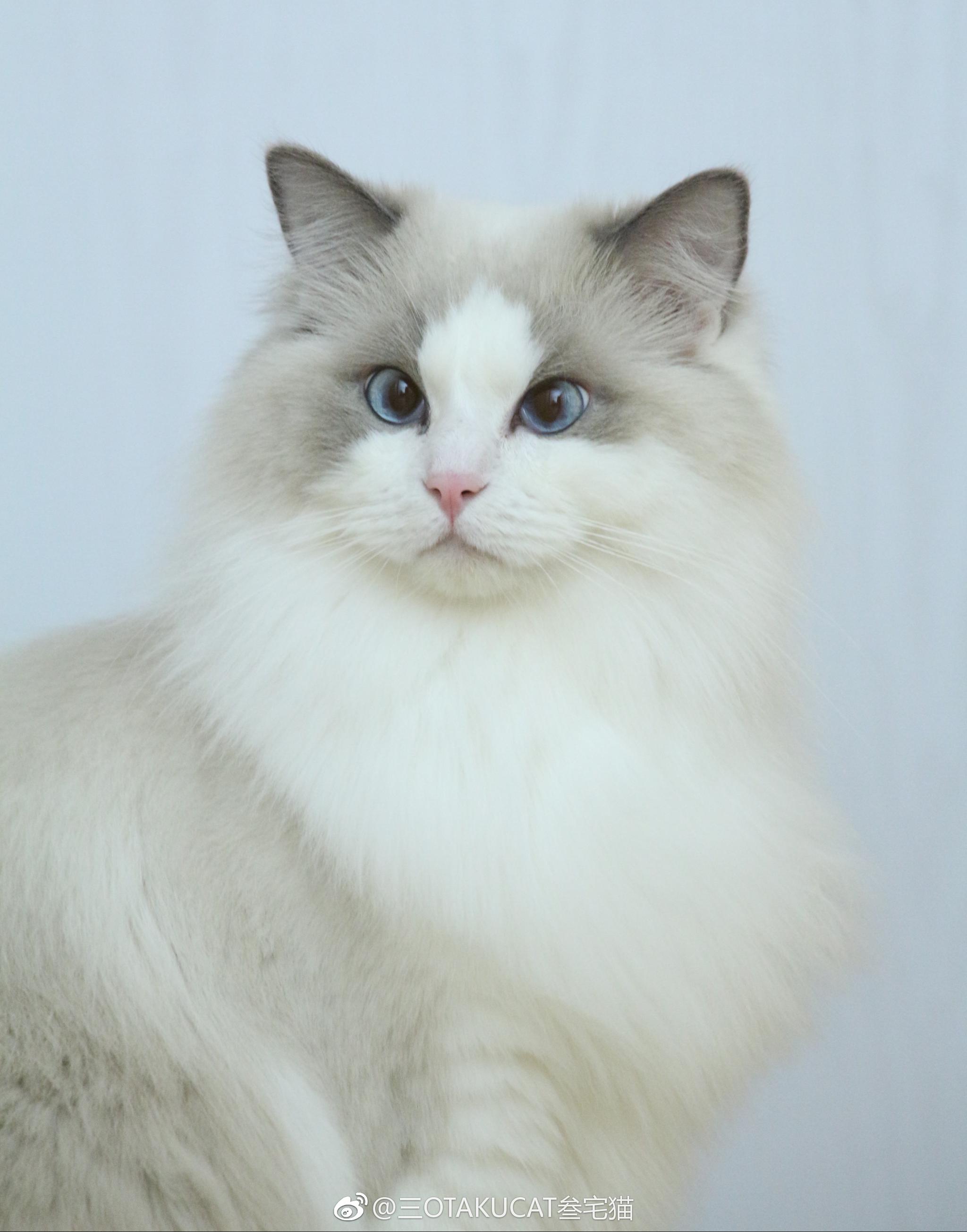 笨笨. 工作室的全猫保姆