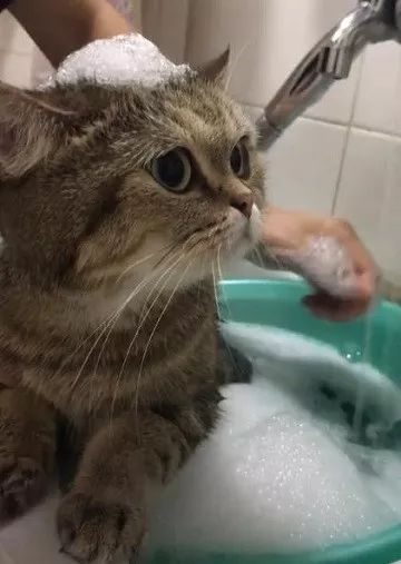 狸花猫过年洗澡澡,顶着一团泡沫卖萌,网友:吃可爱多长大的吧