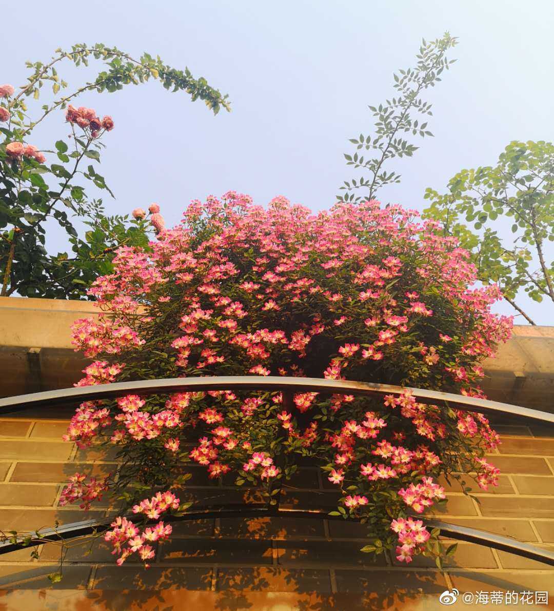 遮阳伞月季的买家秀感恩云舒种成花瀑布真的太棒太美了