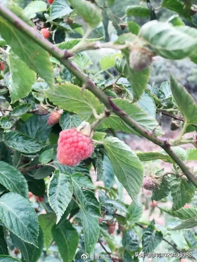 每到春天,贵州大山里的这些野果子就出现了,其植物有一至二米高