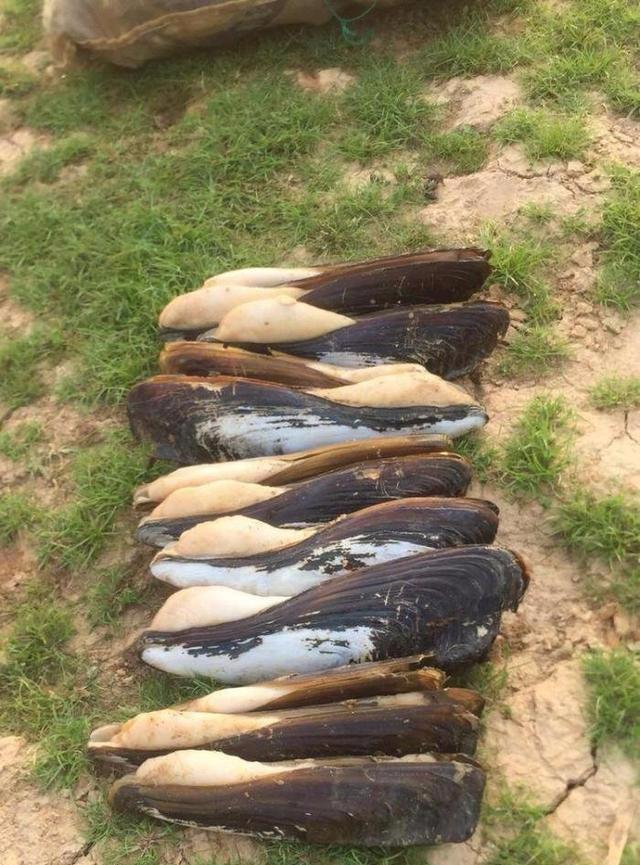 珠江河口捞到一窝黑壳江蚌,长有三十公分,附近村民都不敢吃