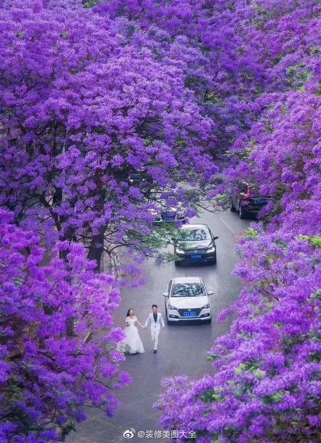 昆明"网红街"蓝花楹提前盛开, 4月的昆明