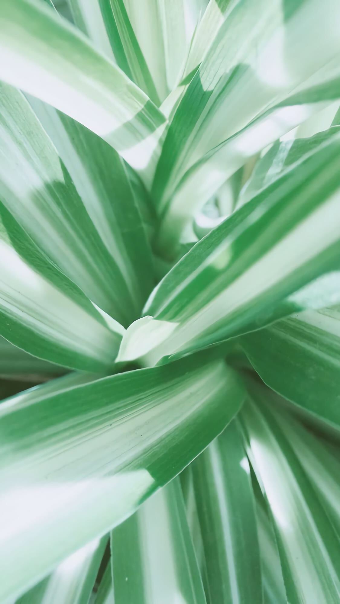 绿色养眼手机壁纸图源网络