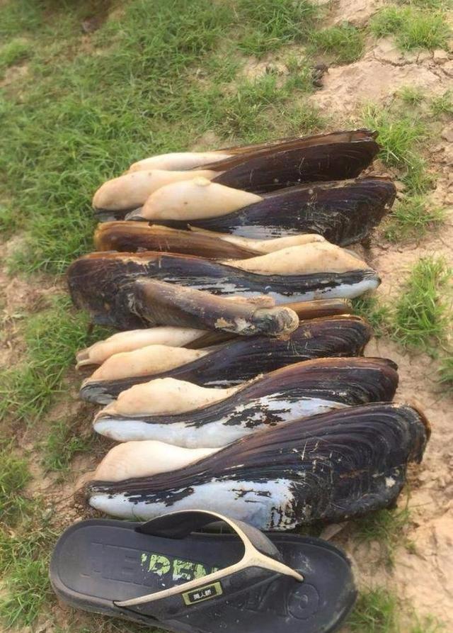 珠江河口捞到一窝黑壳江蚌,长有三十公分,附近村民都不敢吃