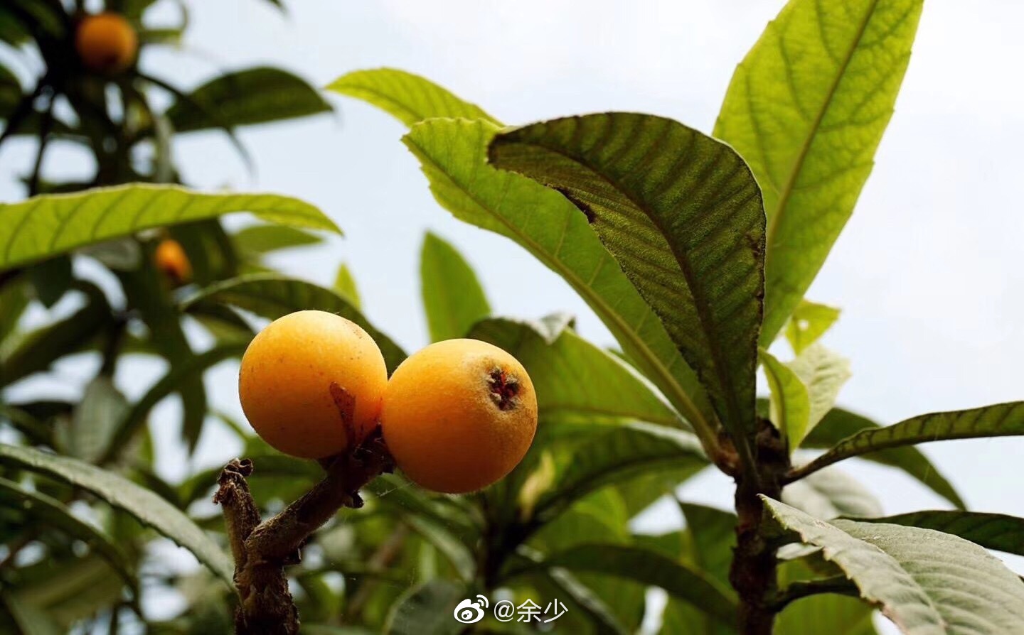 五月当布谷鸟在田野上空歌唱的时候后院的枇杷成熟了