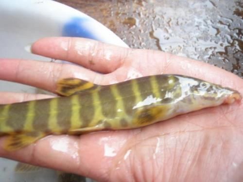 鳅鱼|野味|农村_新浪新闻