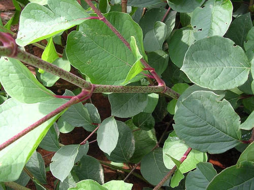 农村一种常见植物,小孩嘴馋吃,大人口渴了吃,食用价值高