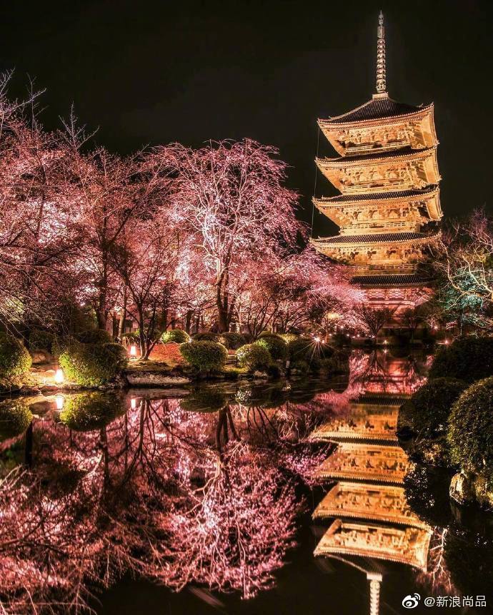 日本的夜间樱花