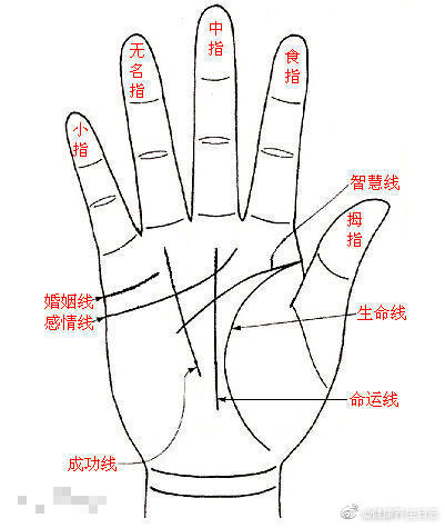 手相中最主要的三条线 感情线 智慧线和生命线 男人左手代表自己 手相中最主要的三条线 感情线 智慧线和生命线 男人左手代表自己