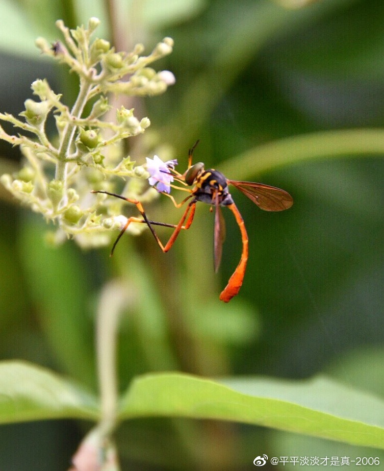 爬山时遇见一只大长腿小蛮腰的美人蜂舞姿轻盈有点像姬蜂