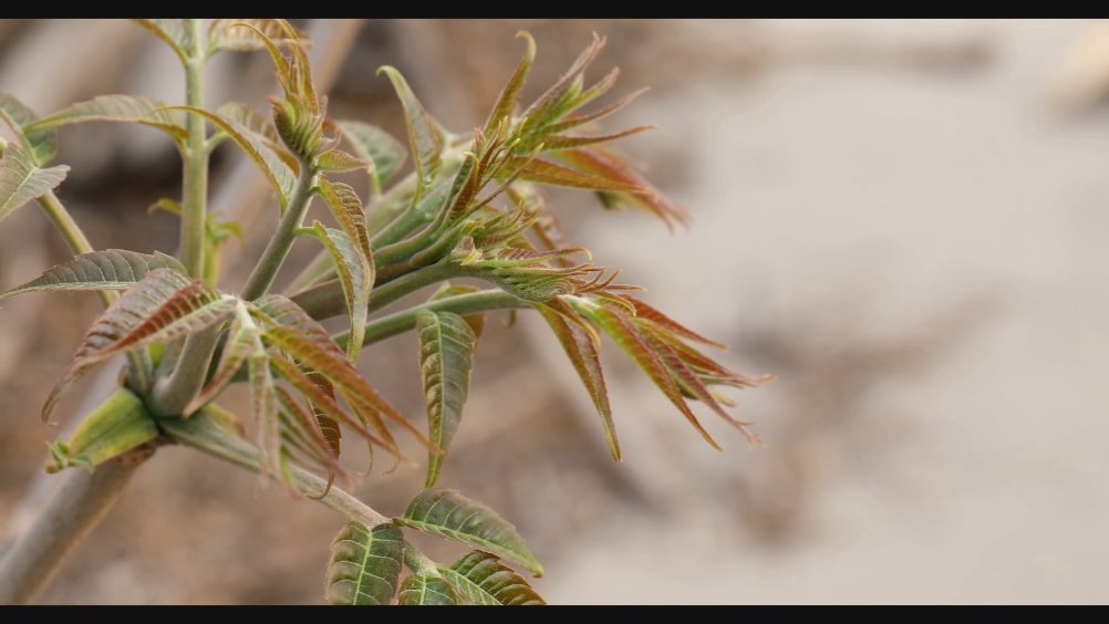 食色希牛:椿香弥漫听鸟鸣