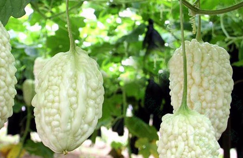 农村种植的一种"甜苦瓜"能当水果吃,每亩产值5万,农民知道吗