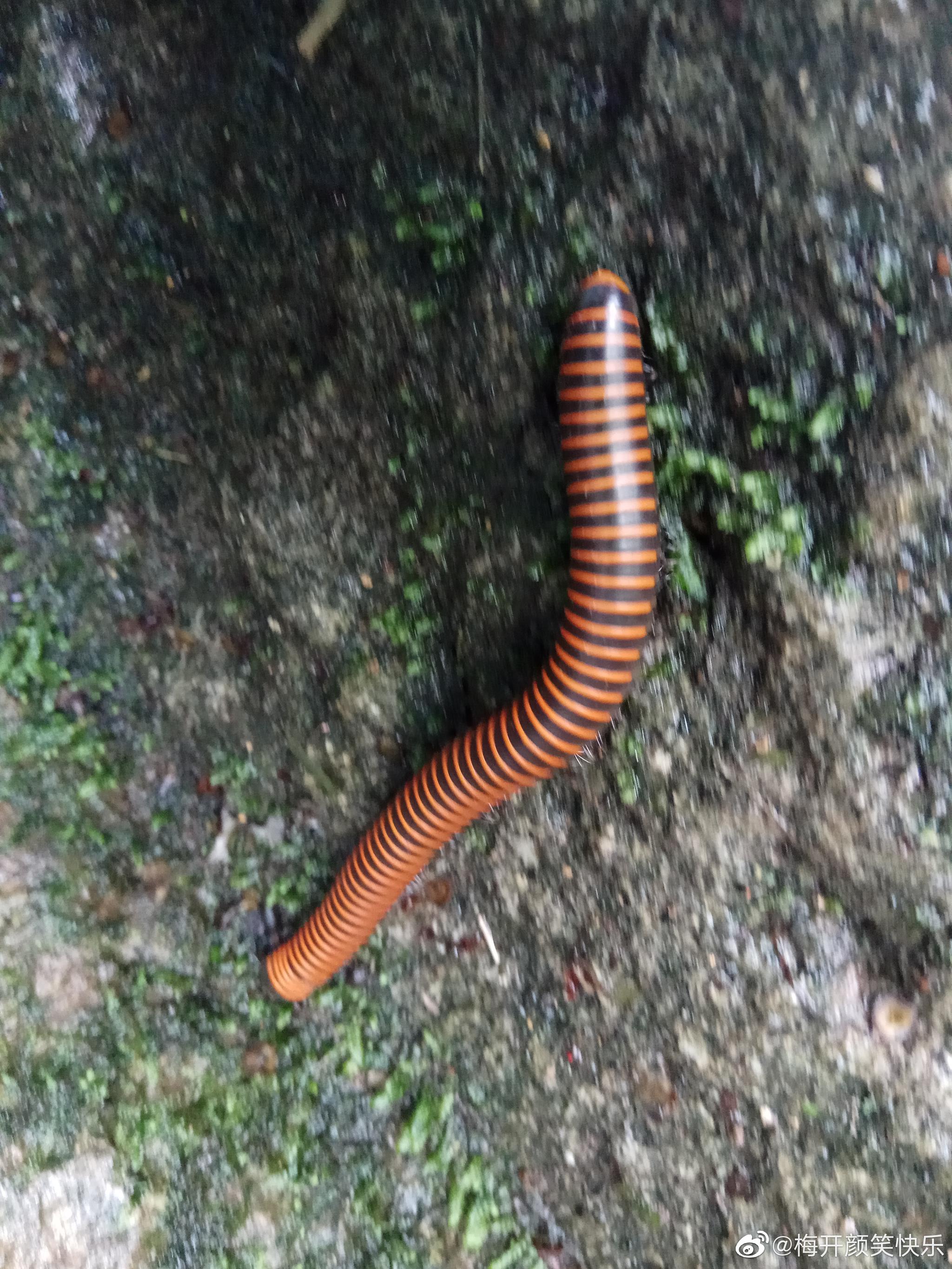 福尔摩沙山蛩倍足纲山蛩目节肢动物杭州特色大型马陆之一