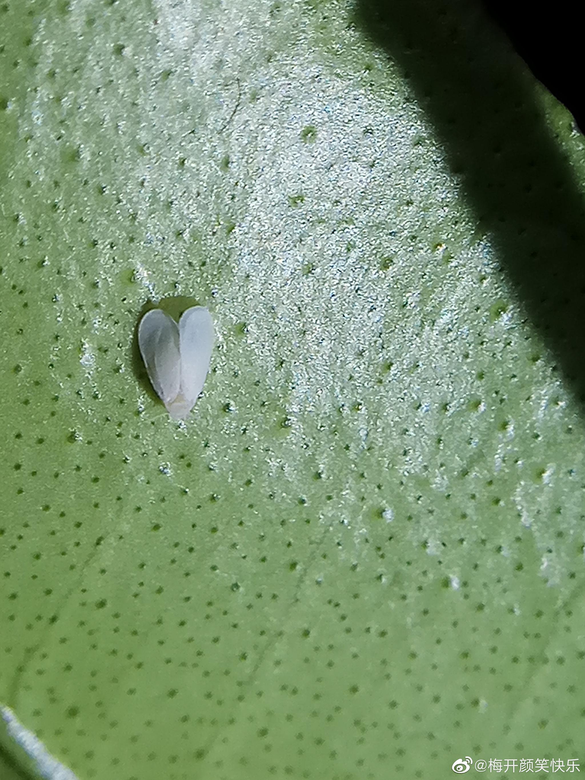 粉虱:同翅目粉虱科昆虫.个体绝对迷你小型;翅膀表面被白色蜡粉