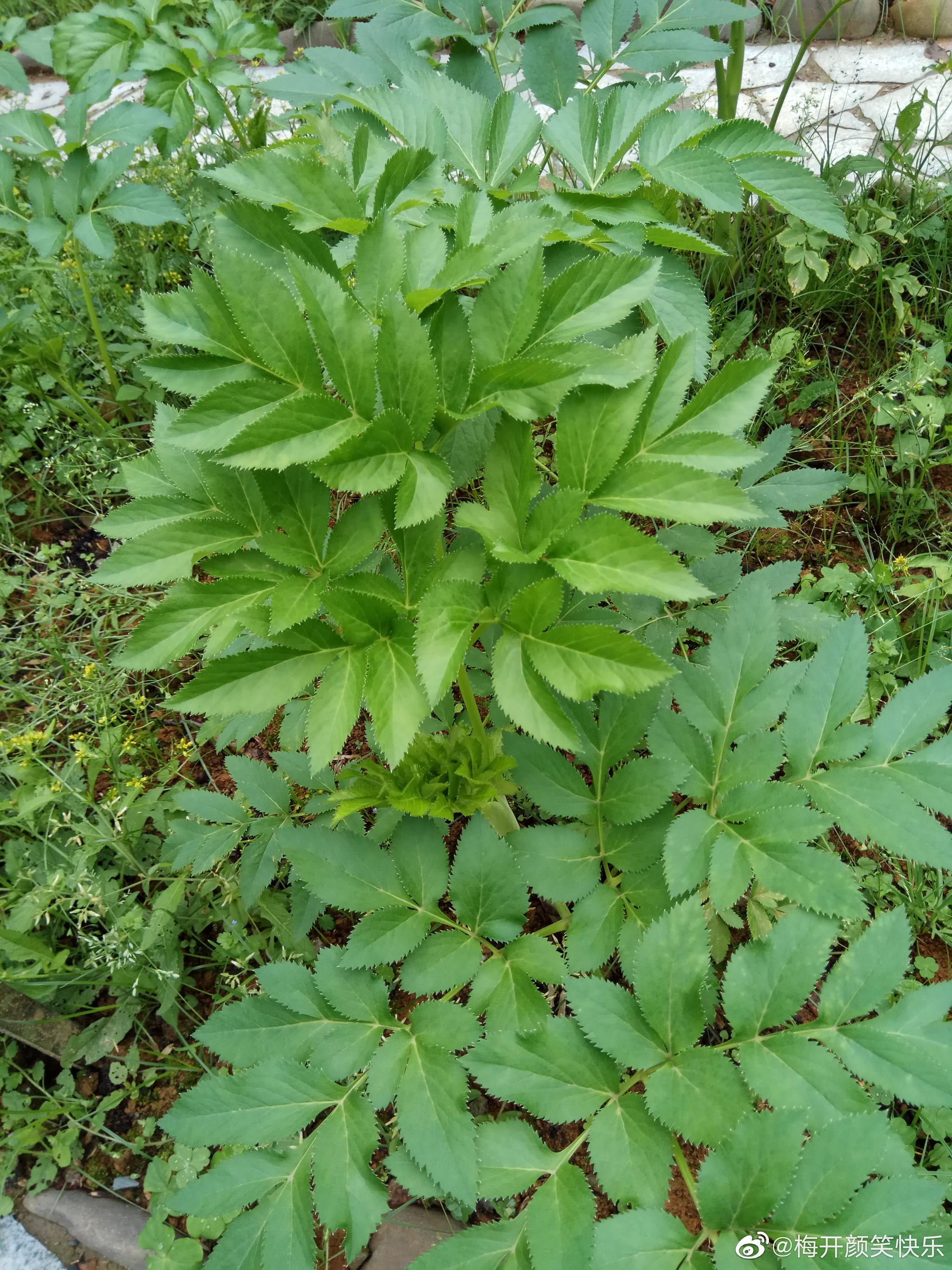 杭白芷伞形科当归属多年生高大草本白芷的变种多做药用当然