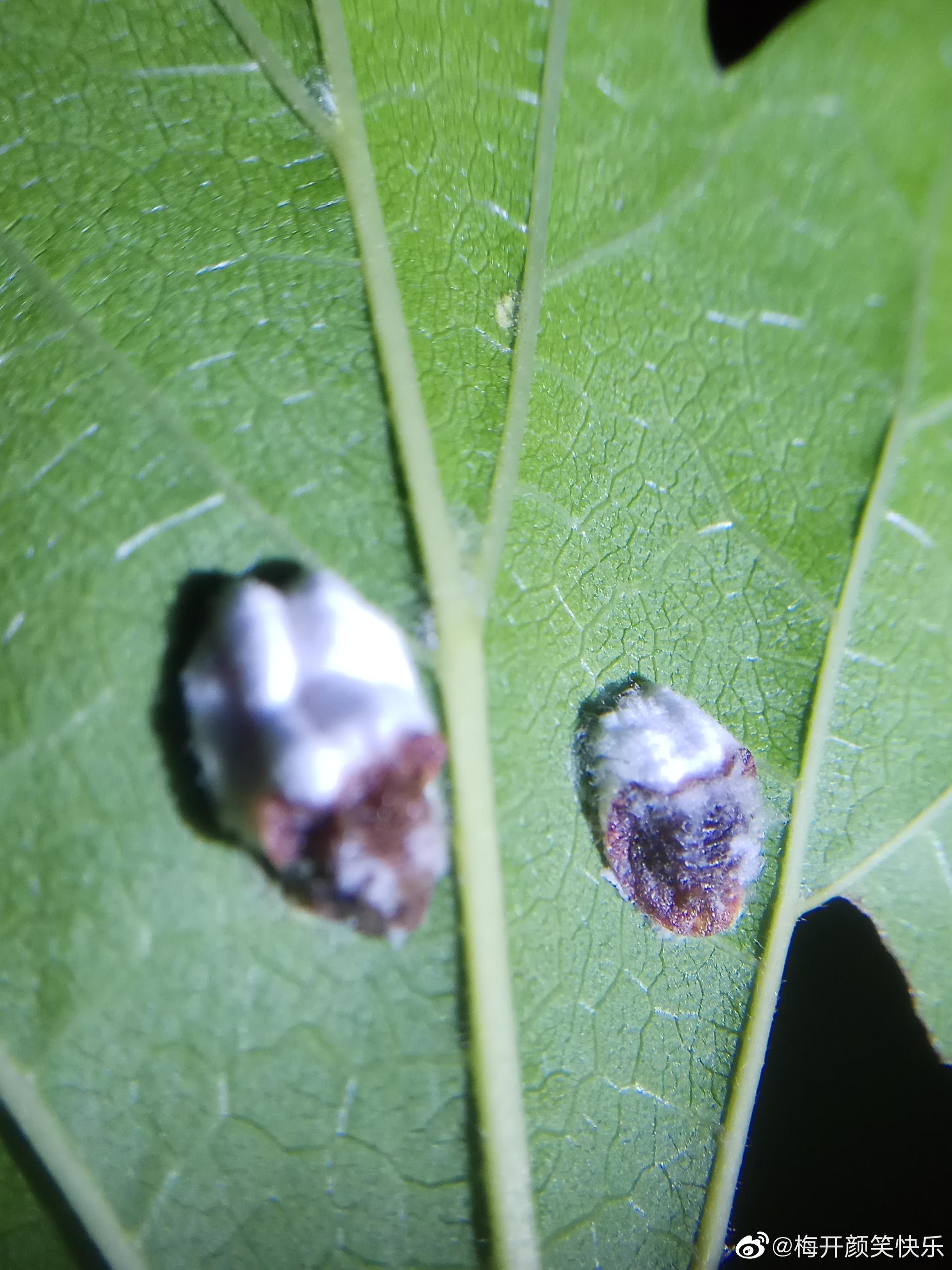 吹绵蚧:半翅目珠蚧科昆虫.危害植物多达两百多种
