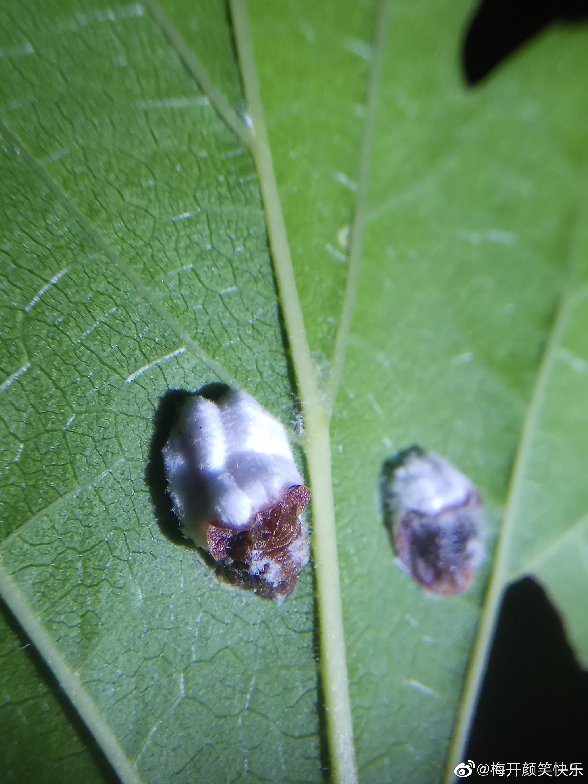 吹绵蚧 半翅目珠蚧科昆虫 危害植物多达两百多种 吹绵蚧 半翅目珠蚧科昆虫 危害植物多达两百多种