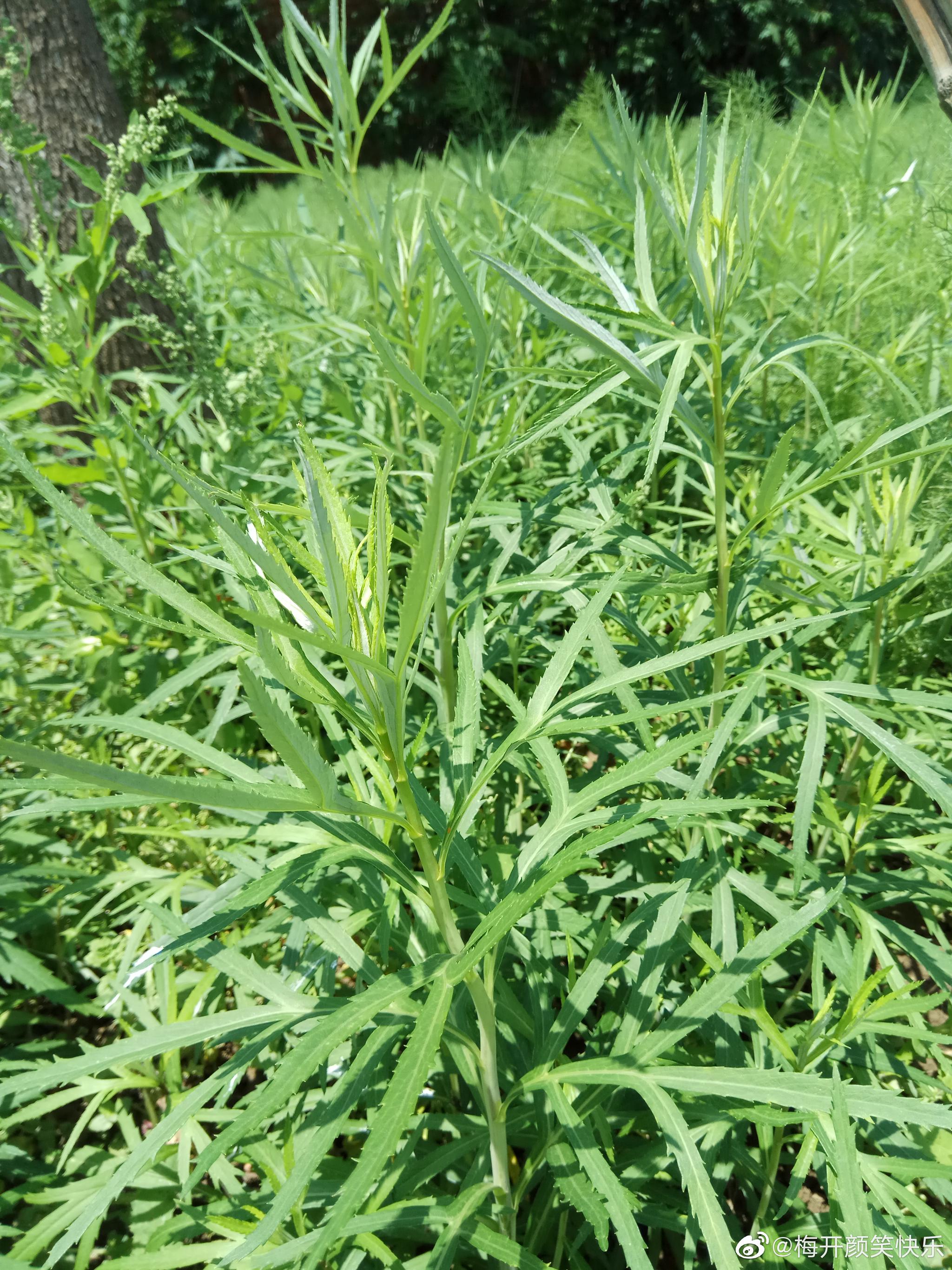 蒌蒿:菊科蒿属多年生草本.别名
