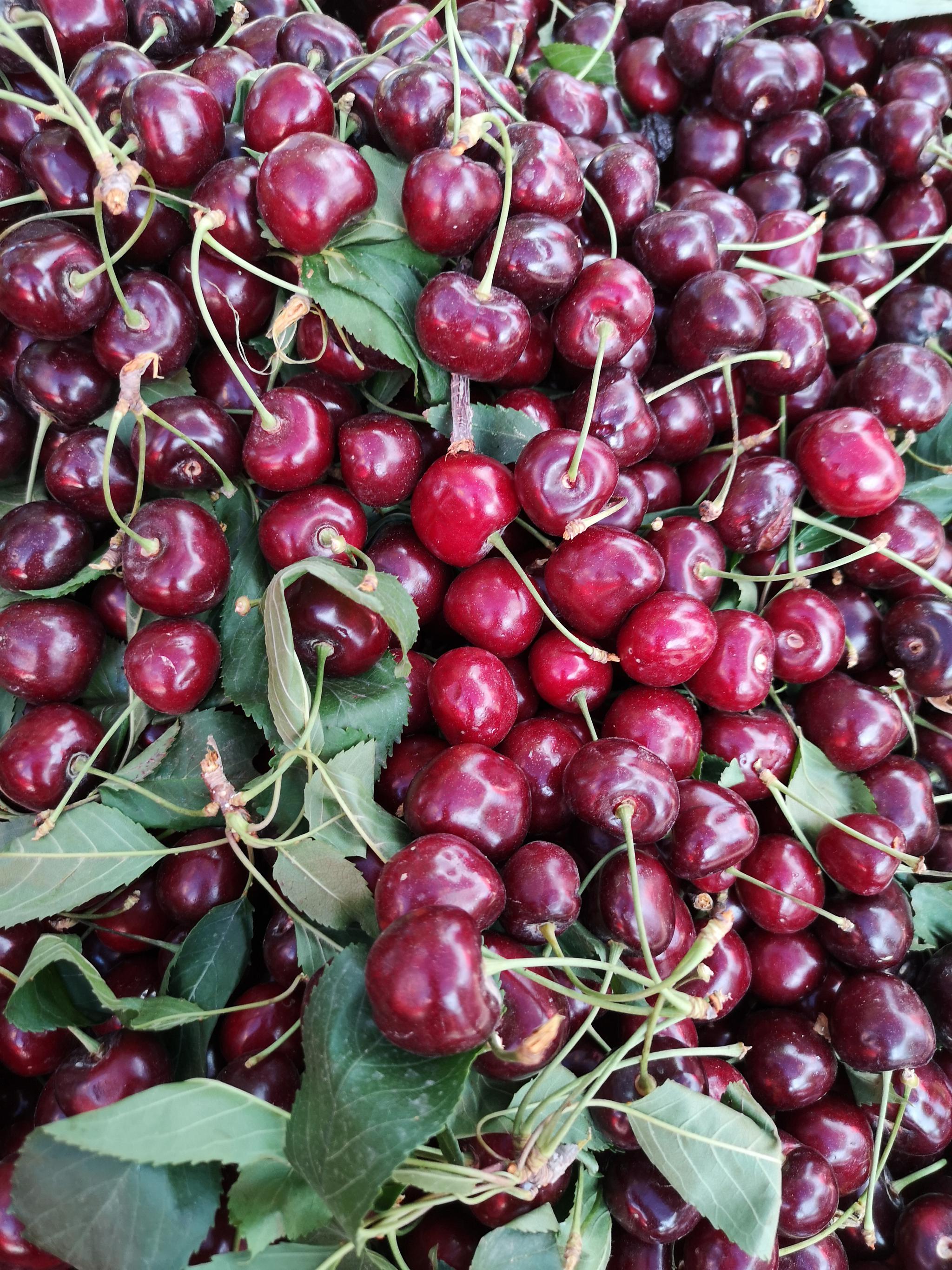 喀什的樱桃,吃过最好吃最甜的樱桃