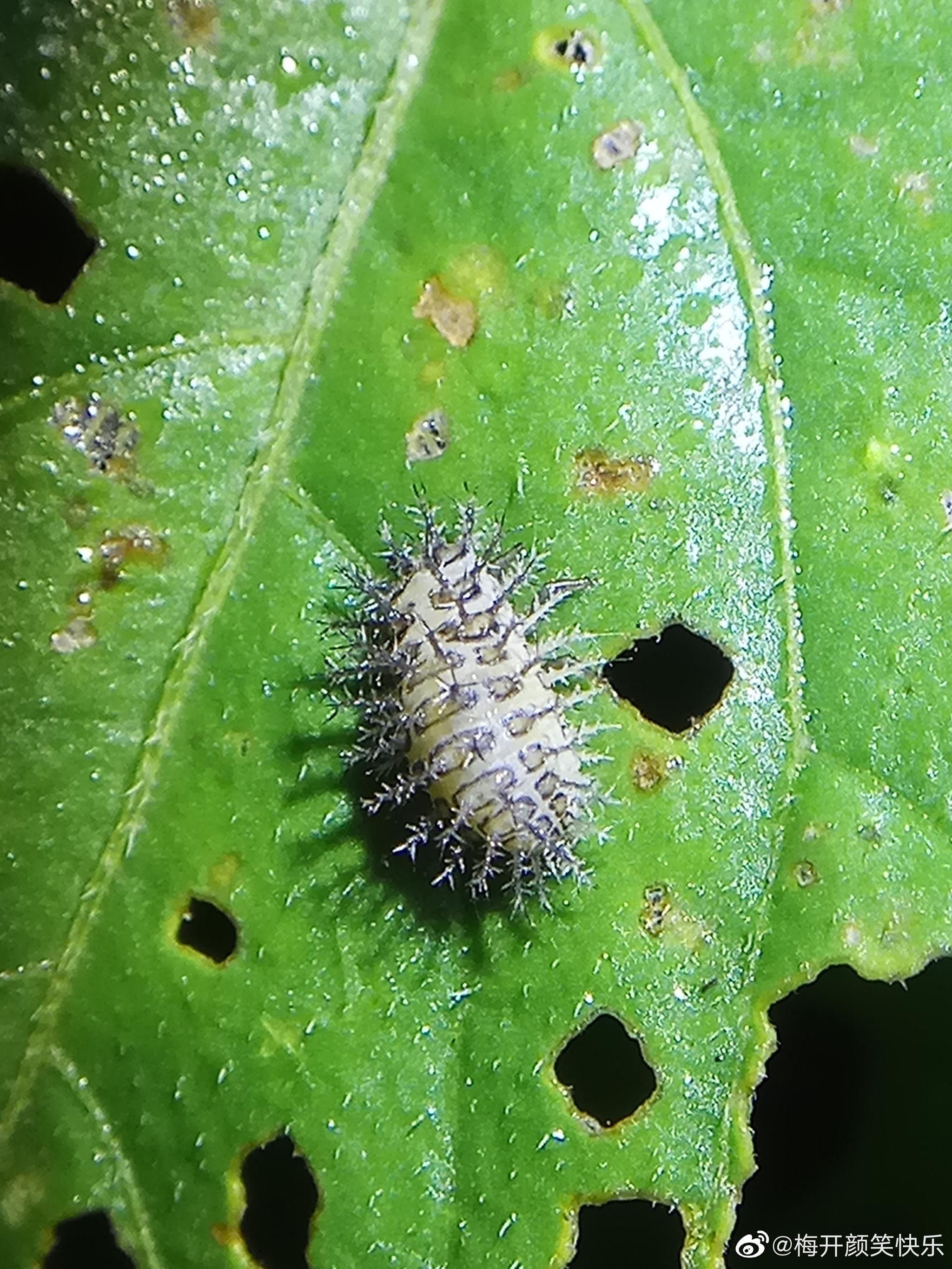 茄二十八星瓢虫幼虫 茄二十八星瓢虫幼虫