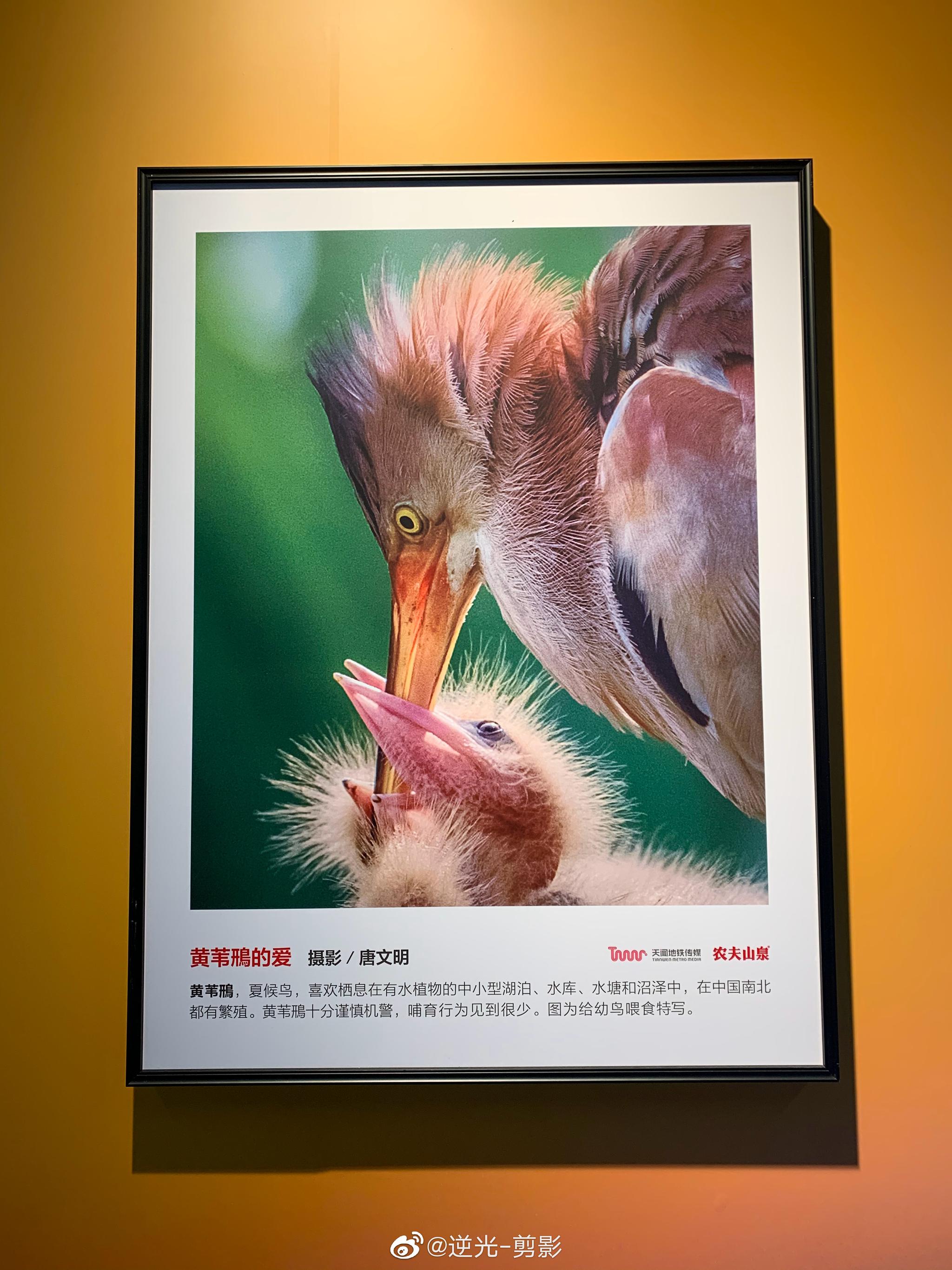 地铁站看到野生鸟类摄影展 人间值得